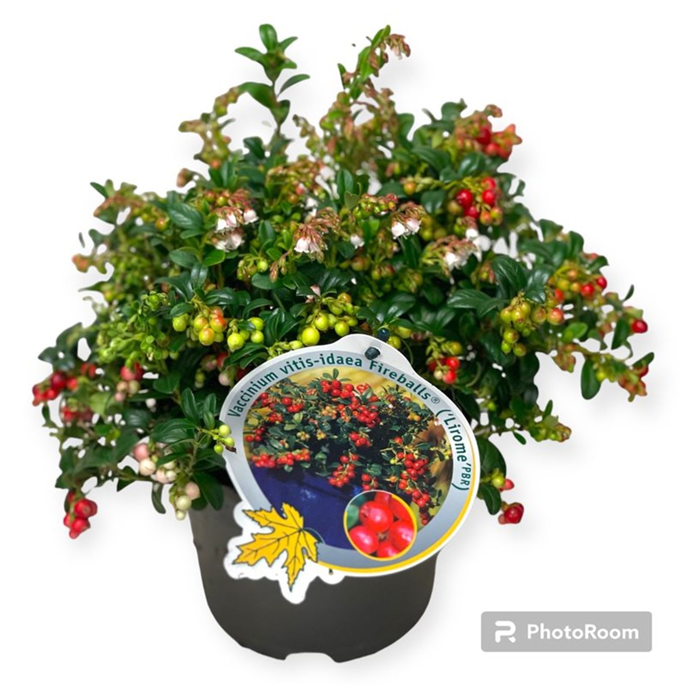 Vaccinium vitis-id. 'Fire Balls' - P13